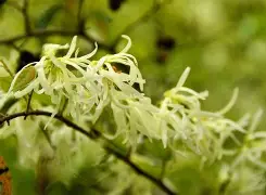 娾?贔瘀sU?源膵的简单介绍